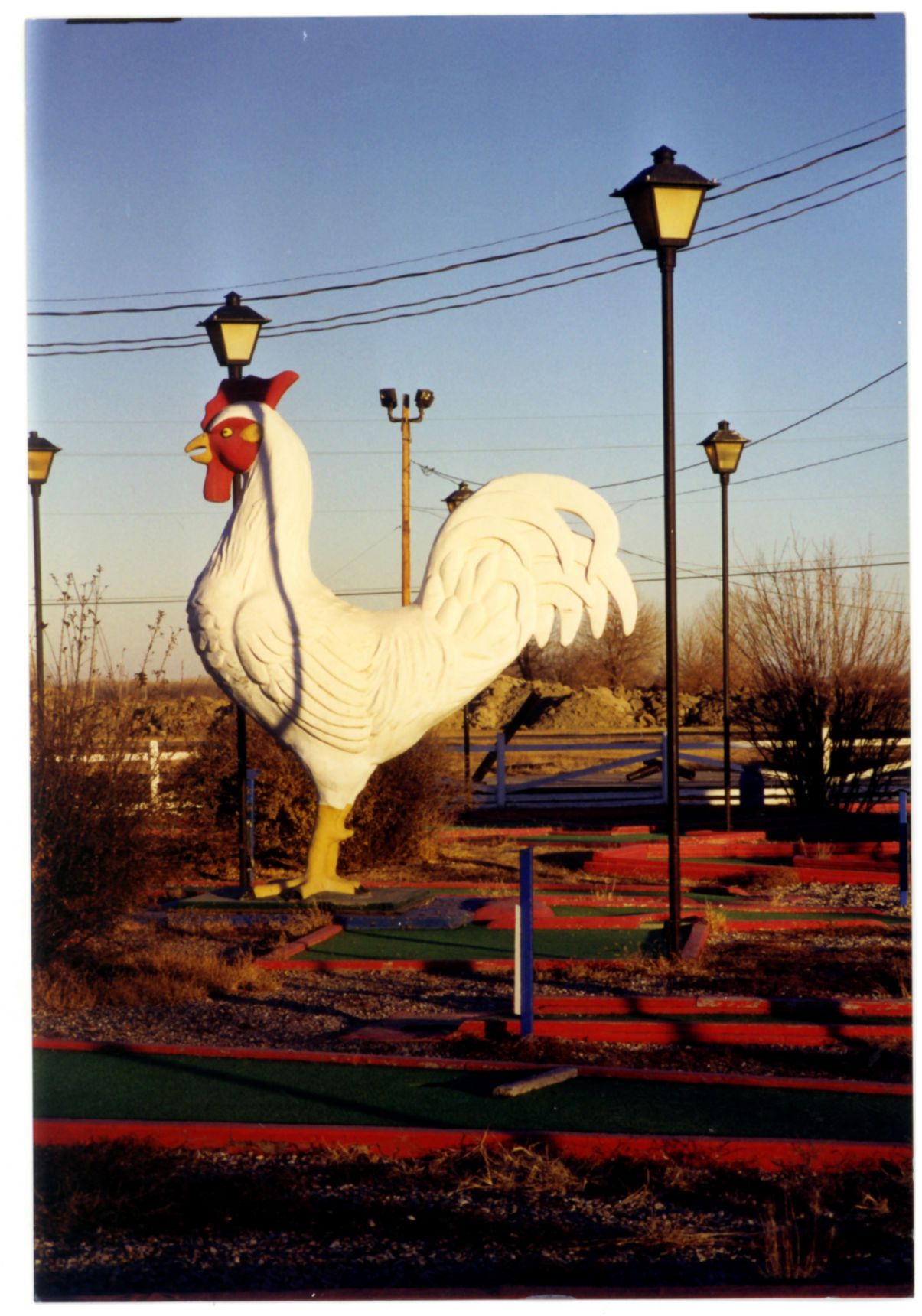 Life big chicken